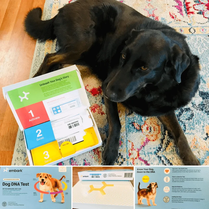 Embark dog dna store review