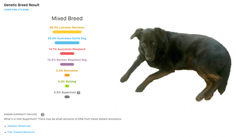 Embark Breed Identification Dog DNA Test