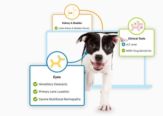  Embark Breed & Health Kit - Dog DNA Test - Discover Breed,  Ancestry, Relative Finder, Genetic Health, Traits, COI : Pet Supplies